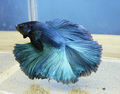 Blue Fish - animals photo