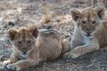 Cute cubs - lions photo