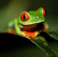 Green Frog - animals photo