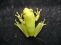 Green Frog - animals photo