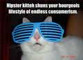 Hipster kitty - random photo