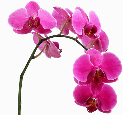  Orchid