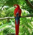 Red Parrot - animals photo