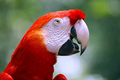 Red Parrot - animals photo