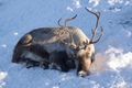 Reindeer - animals photo
