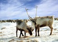 Reindeer - animals photo