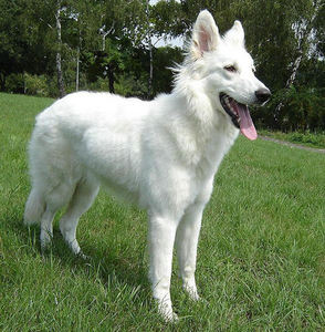  White Dog