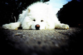 White Dog - animals photo