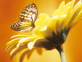 Yellow Butterfly - animals photo