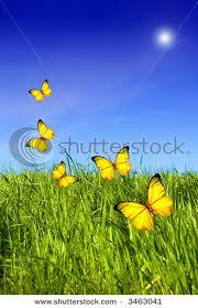  Yellow vlinder