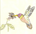 Hummingbird - drawing photo