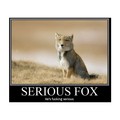 Serious Fox - random photo