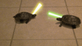 Star Wars turtles - random photo