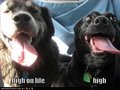 Sweet and Funny dogs - dogs photo