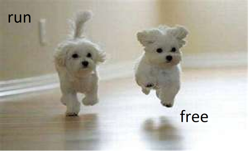  run free