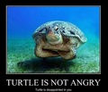 turtle - random photo