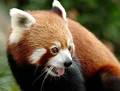 ★red pandas❤ - red-pandas photo