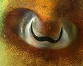 Cuttlefish Eye - eyes photo