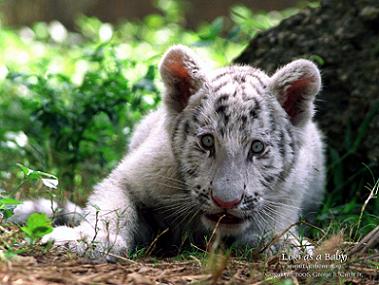  White Tiger Cub