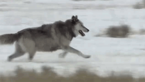 gifs-wolves-28485551-500-284.gif
