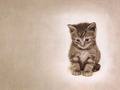 cats - Cats wallpaper