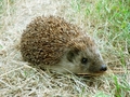 Hedgehog - animals photo