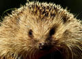 Hedgehog - animals photo