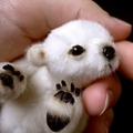 Polar Bear - animals photo