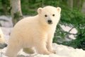 Polar Bear - animals photo