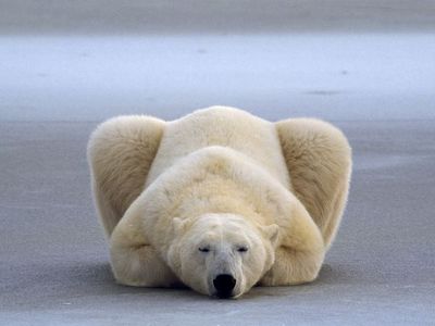  Polar beruang
