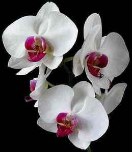  White Orchid