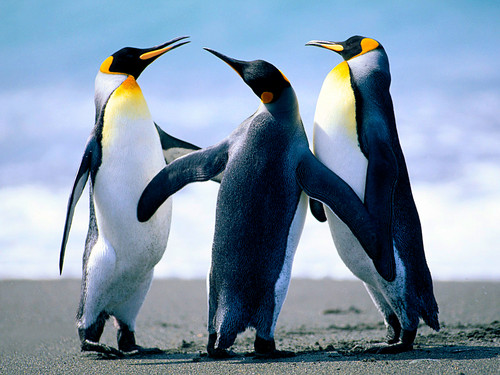  penguins hanging out