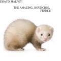 Draco the amazing bouncing ferret - harry-potter photo