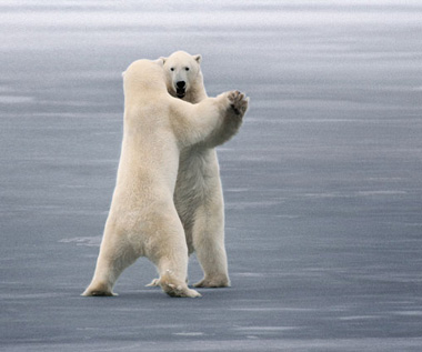  Polar bears can dance too...^^