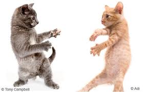 dancing cats..