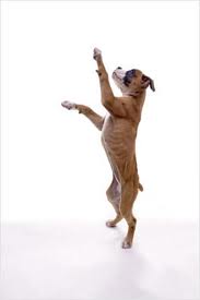  dancing dog..