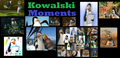 kowalski - penguins-of-madagascar fan art