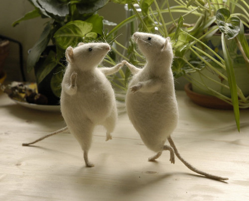 mice can dance??