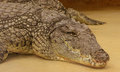Crocodile - animals photo