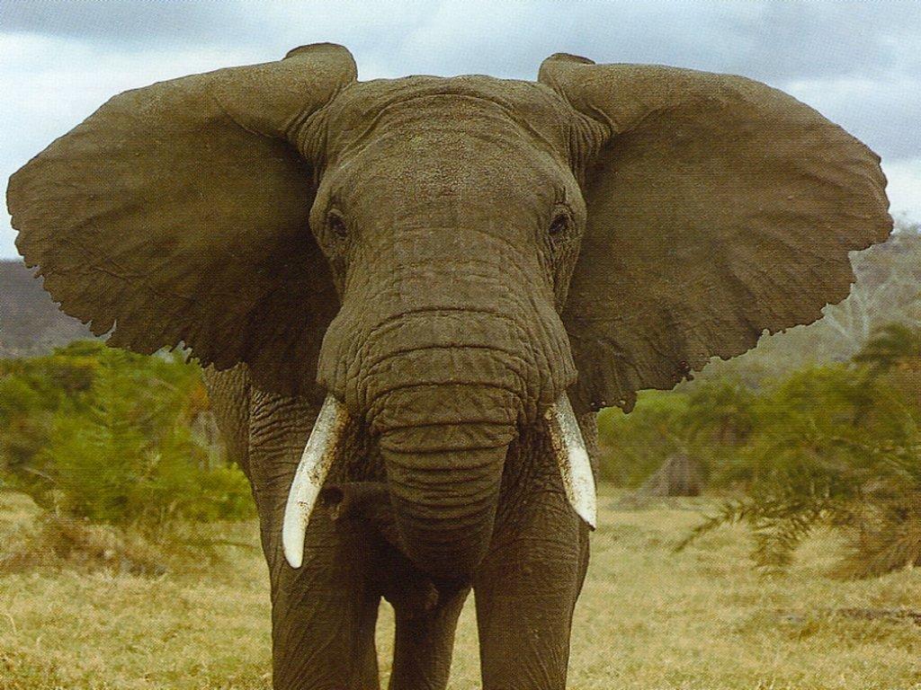 Elephant - Elephants Photo (28788752) - Fanpop