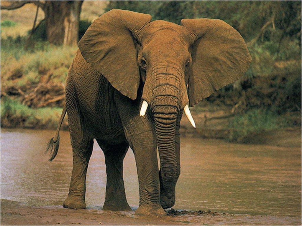 Elephant - Elephants Photo (28788754) - Fanpop
