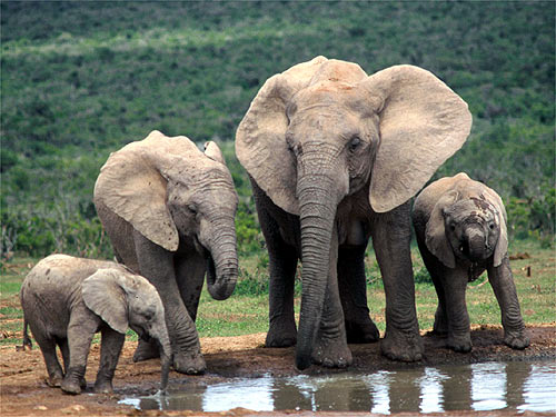 [Image: Elephants-elephants-28788662-500-375.jpg]