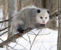 Opossum - animals photo