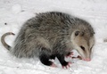 Opossum  - animals photo