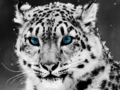 Snow leopard - animals photo