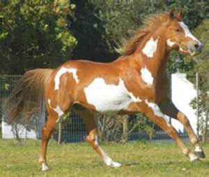  a spotted horse