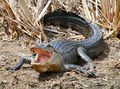Alligator - animals photo