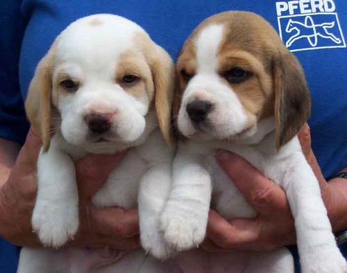 Beagle puppies...^^