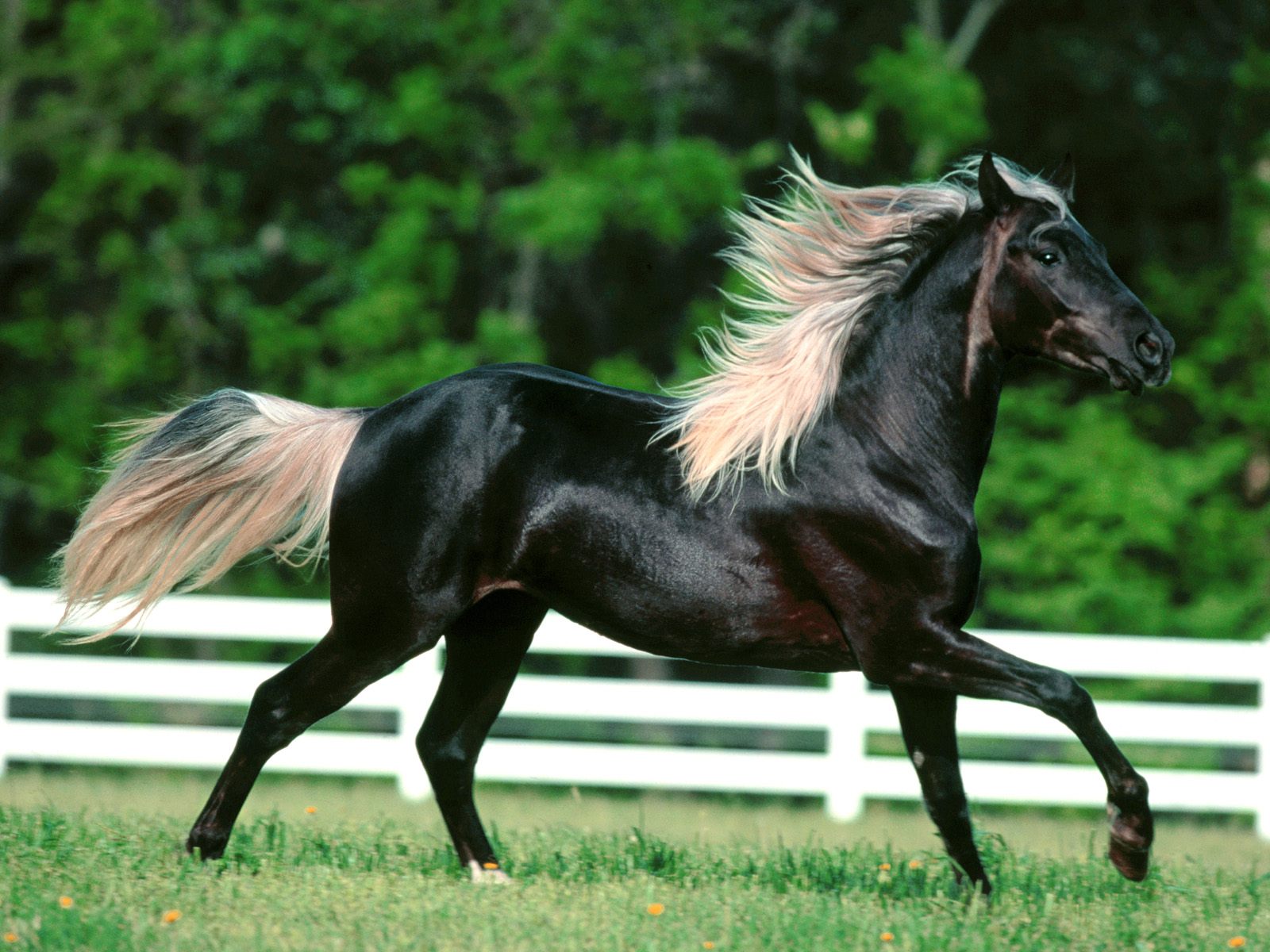 http://images5.fanpop.com/image/photos/28800000/Black-horse-animals-28894641-1600-1200.jpg