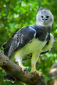 Harpy Eagle - animals photo